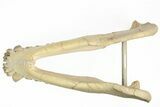 Fossil Oreodont (Merycoidodon) Skull on Base - South Dakota #217200-18